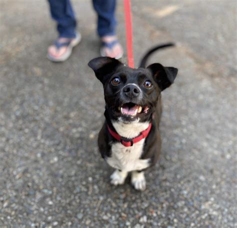 dog  adoption  buddy  boston terrier  shoreline wa alpha paw