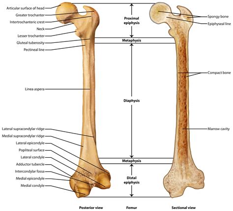 brittany clark bone anatomy