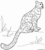 Leopard Snow Coloring Pages Baby Sitting Leopards Amur Colouring Color Print Printable Drawing Template Clipart Drawings Book Animals sketch template