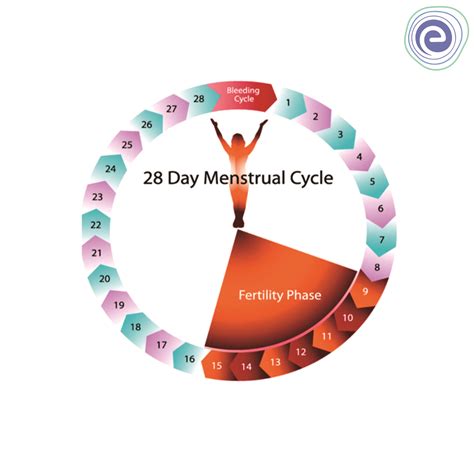 what is menstrual cycle phases diagram reasons embibe