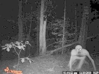 scp    pic  long long time    apparently caught   trap camera scp