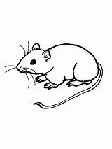 Ratos Ratinho Variado Alimentar Eles Considerados Bastante Hábito Onívoros sketch template