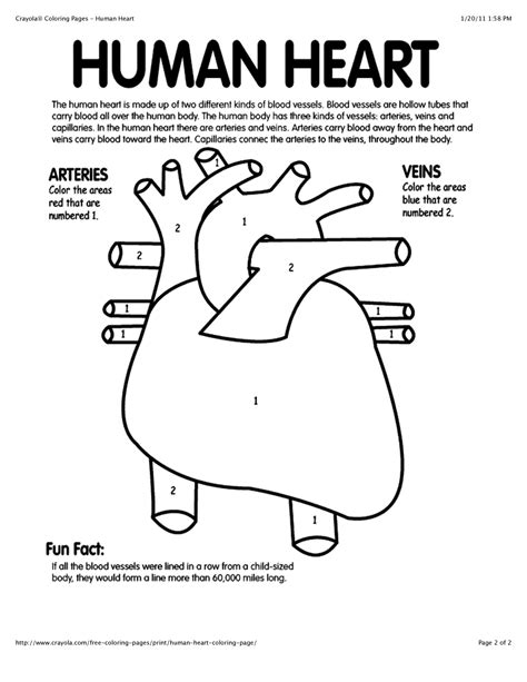 images  anatomical heart outline printable human heart