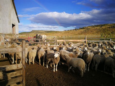 ovejas en el corral imagen foto paisajes campo animales fotos de fotocommunity