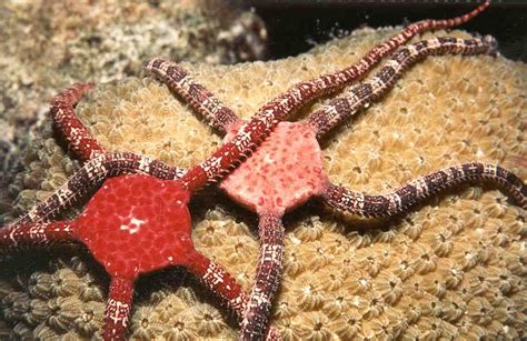 banded arm brittle star home
