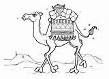 Camel Coloring Pages Desert Drawing Camels Clipart Outline Stork Printable Color Prophet Christmas Colouring Qatar Lds Drawings Para Craft Kids sketch template
