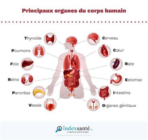 les principaux organes du corps humain index sante