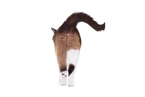 3 Questions You Had About Cat Butts — Answered Catster
