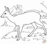 Capriolo Colorare Disegni Kolorowanka Sarna Animale Coloring Deer Roe Bambini sketch template