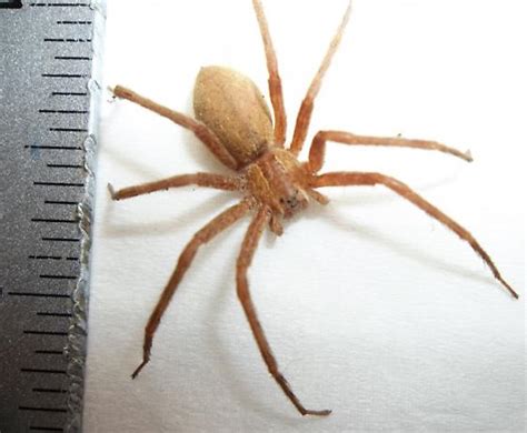 Spider Found In My Cellar Pisaurina Mira Bugguide