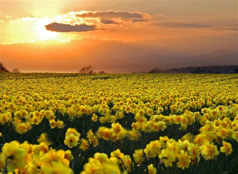 field  daffodils wallpapers wallpapersafari