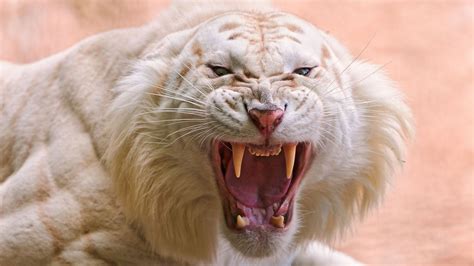 angry white tiger high definition wallpapers hd wallpapers