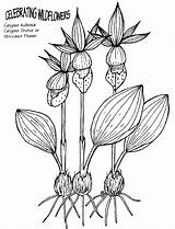 Coloring Pages Flower Orchid Kids Labels Color Plants Even sketch template