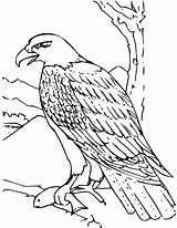 Bald Eagle Coloring Getdrawings American sketch template