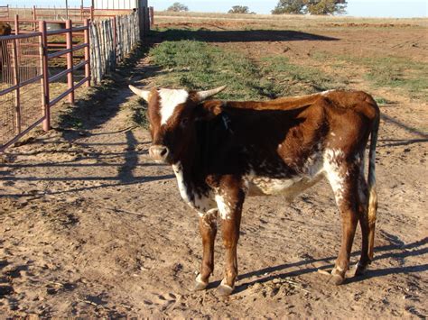 fresh roping steers  sale texas