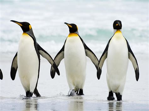 penguin wallpapers images  pictures backgrounds