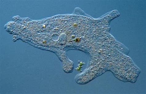 amoeba facts and images pictures hd wallpapers