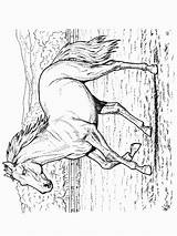 Pferde Paarden Kleurplaten Dieren Malvorlage Kolorowanki Equine Kuda Mewarnai Pferd Animasi Ausmalbild Animierte Animaatjes Bergerak Dzieci Cavalli Malvorlagen1001 1902 Kleurplatenwereld sketch template