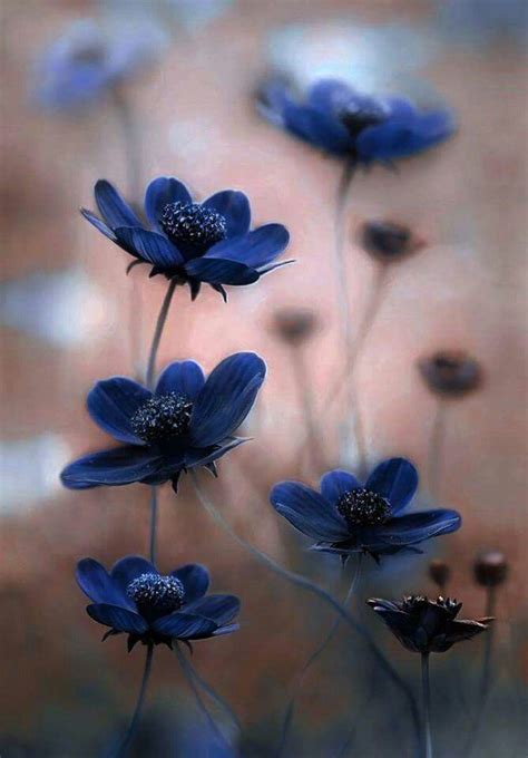 du bleu love flowers  flower wild flowers exotic flowers