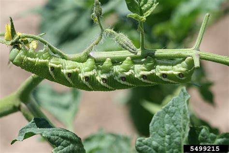 Tomato Hornworms How To Get Rid Of Tomato Hornworms Homestead Acres