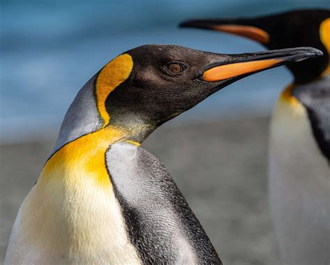 emperor penguin habitat