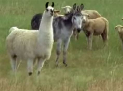 video coyote  stared   guard llama donkey outdoorhub