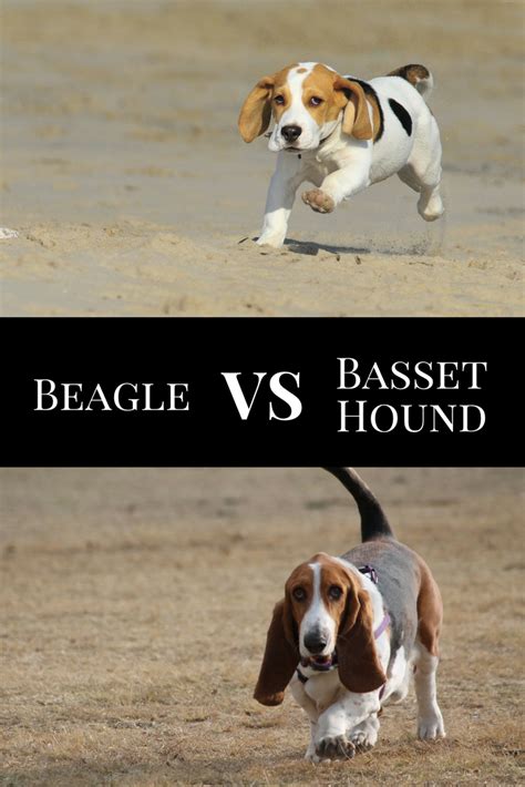 Beagle Vs Basset Hound Basset Hound Basset Hound