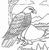 Eagle Coloring Bald Pages Printable American Hungry Eat Fish Drawing Catching Soaring Getdrawings Getcolorings Netart Template Print Color sketch template