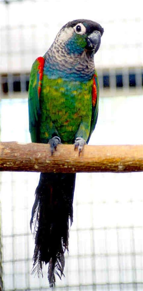 conure images  pinterest parrots beautiful birds  exotic birds