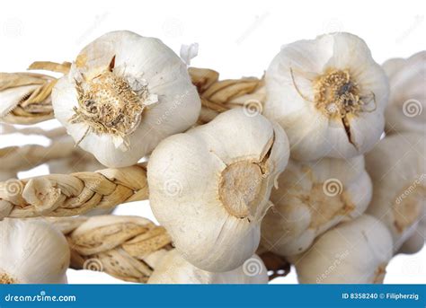 white garlic isolated stock photo image  vitamins plant