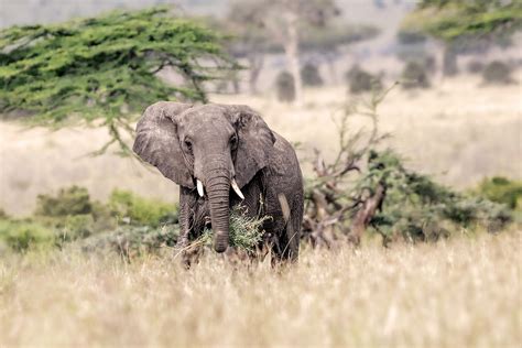 elefant foto bild africa eastern africa tiere bilder auf