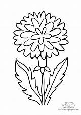 Dandelion Flowering Coloringpages sketch template