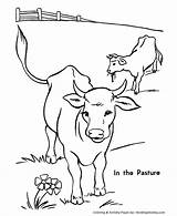 Coloring Cows Pages Cow Printable Herd Popular sketch template