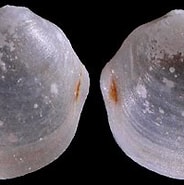 Afbeeldingsresultaten voor Thyasiridae. Grootte: 184 x 141. Bron: www.idscaro.net