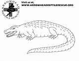 Coloring Alligator Turtle Snapping Pages Reptile 12kb Print sketch template