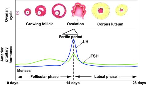 menstrual cycle phases hormones teenage pregnancy