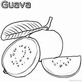 Guava Colouring sketch template