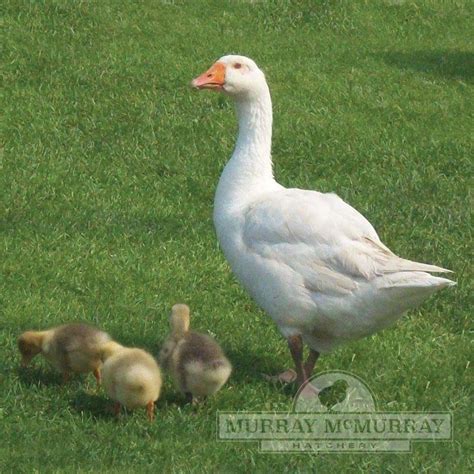 murray mcmurray hatchery white embden geese