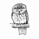 Frogmouth Tawny sketch template