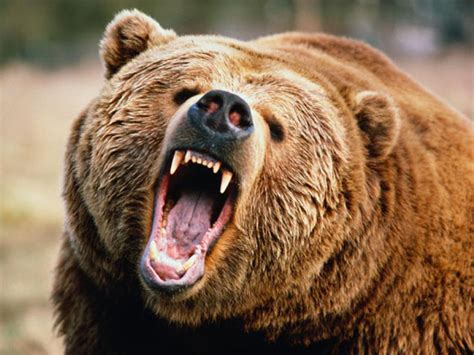 thrive  bear markets part  evil speculator