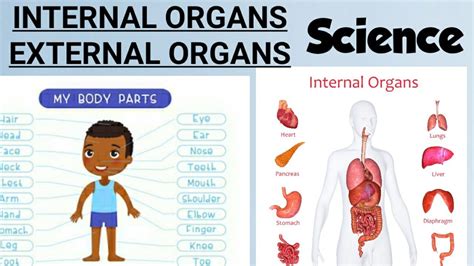 external  internal organs parts   body  internal organs science youtube