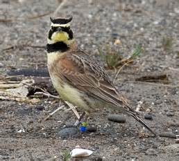 streaked horned lark taylors checkerspot butterfly protected  endangered species act