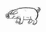 Schwein Cerdo Maiale Varken Cochon Porc Malvorlage Kleurplaat Pigs Colorat Planse Desene Quia Kleurplaten Gallina Coloriages Granja Educima Herunterladen sketch template