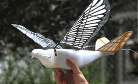 china unleashes bird drones  spy   citizens connex drones