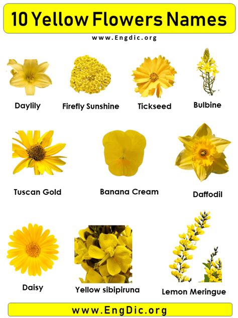 yellow flowers names  pictures yellow flowers names small