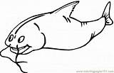 Catfish Coloring Pages Printable Fish Flathead Color Online Template Categories sketch template