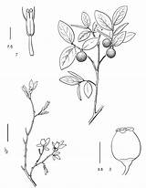 Vaccinium Plants Ovalifolium Cronquist Hitchcock Reprinted 1973 sketch template