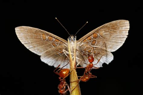 sex lies and butterflies documentary takes a high def look at these