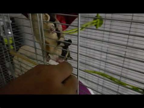 sugar glider eating meal worm youtube