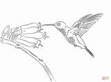 Coloring Hummingbird Pages Bird Humming Printable Hummingbirds Drawing Paper sketch template